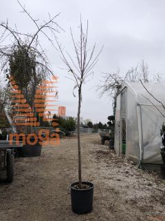 Prunus dulcis "Ferraduel" |6/8|Half standard|SEJANEC|C