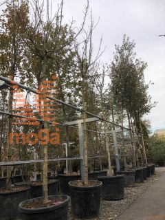 Acer pseudoplatanus "Brilliantissimum" |16/18|Clear stem|C