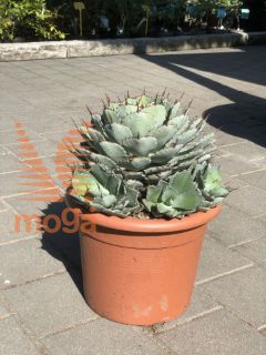 Aloe pygmaea "Dragon Toes"