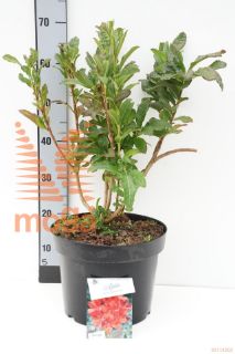 http://twentheplant.nl/tsd/55836_RHKBRED_9c10050060_1.jpg